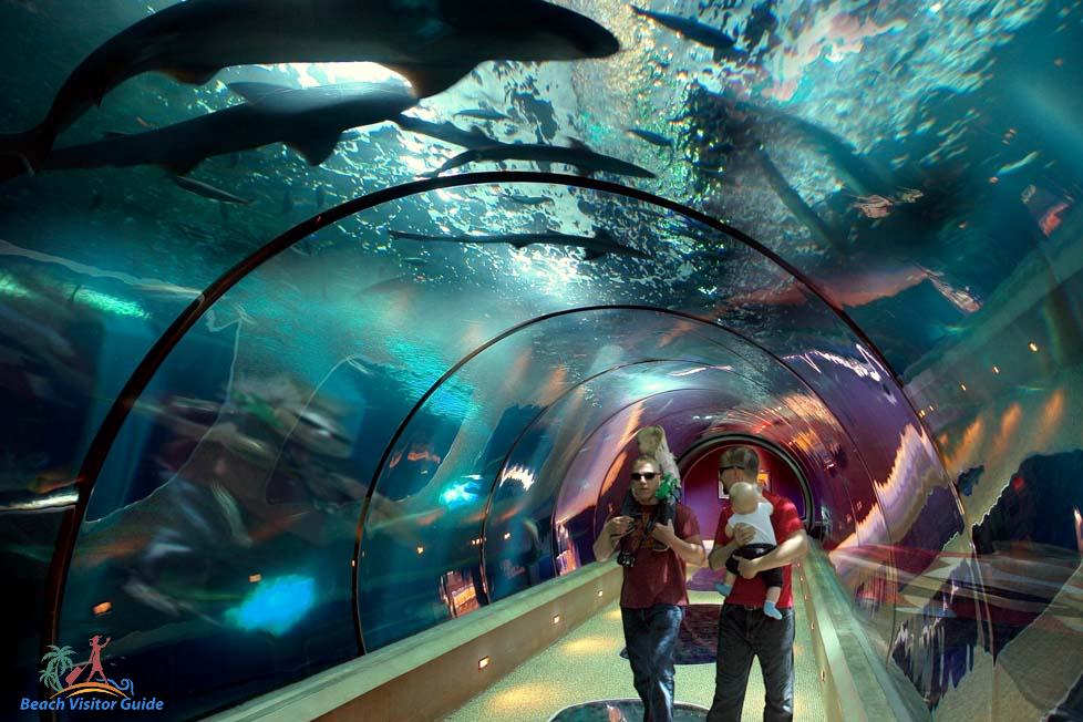 oregon-coast-aquarium