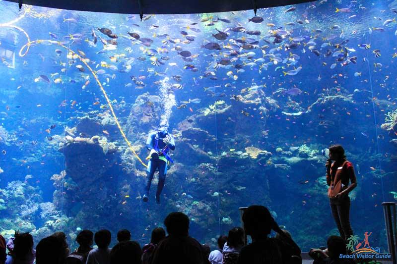steinhart-aquarium-san-francisco