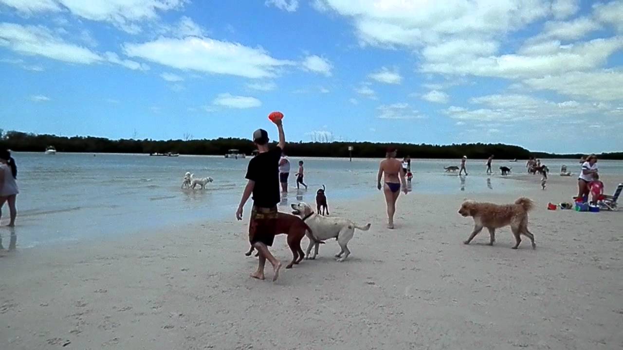 pets on beach